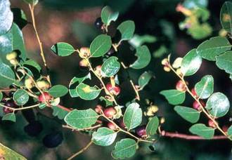 Phyllanthus reticulatus